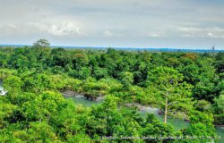 dibru-saikhowa-national-park-landschaft_flickr-11703391985