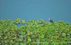 majuli-fauna-flickr_35799821156