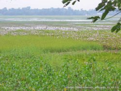 majuli-landschaft_wik