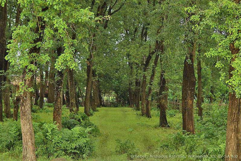 Majuli gilt als grüne und sehr pflanzenreiche Insel