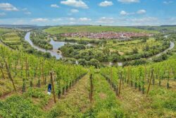 bewohnte-flussinseln-deutschland-weininsel-main-panorama_wik